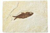 Fossil Fish (Knightia) - Green River Formation #234221-1